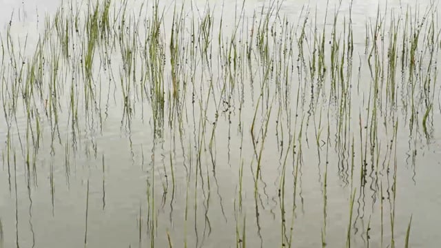 media 100438 thumbnail image