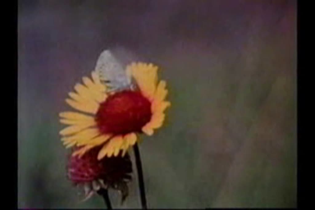 media 131552 thumbnail image