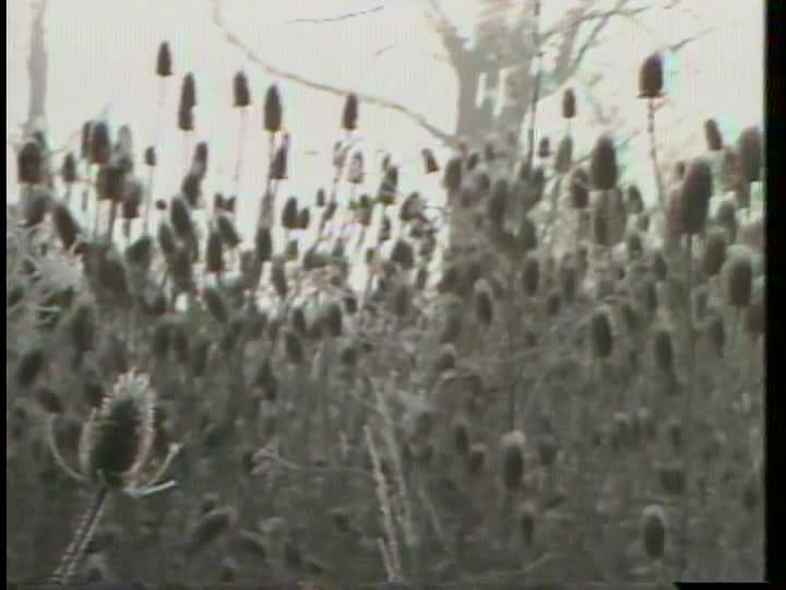 media 156126 thumbnail image