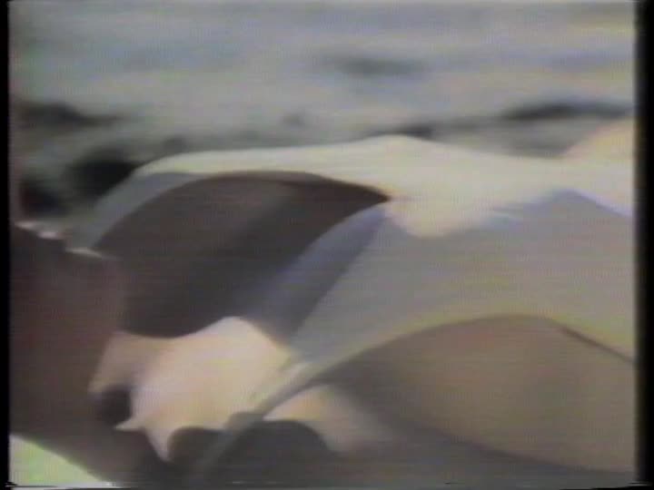 media 156131 thumbnail image