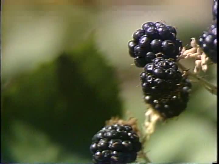 media 156975 thumbnail image