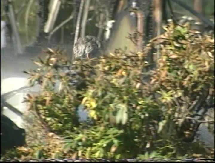 media 157320 thumbnail image