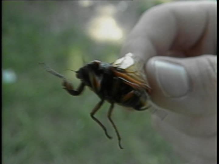 media 160472 thumbnail image