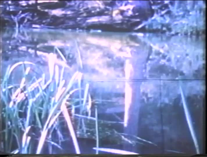 media 181372 thumbnail image