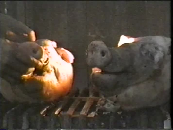 media 185119 thumbnail image