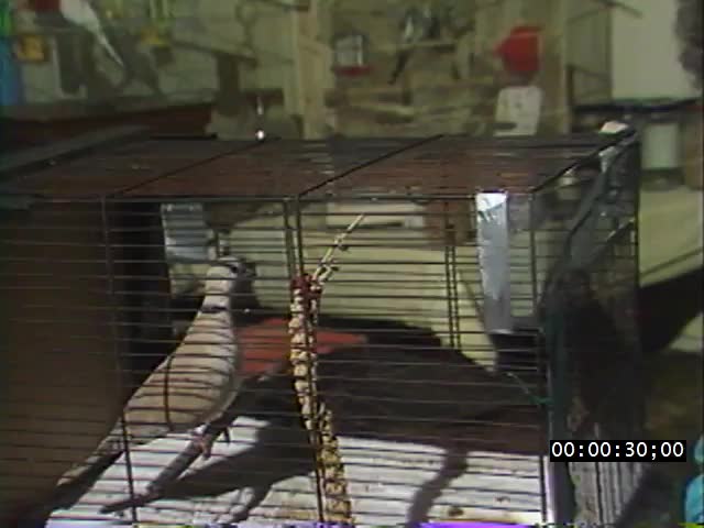 media 221873 thumbnail image