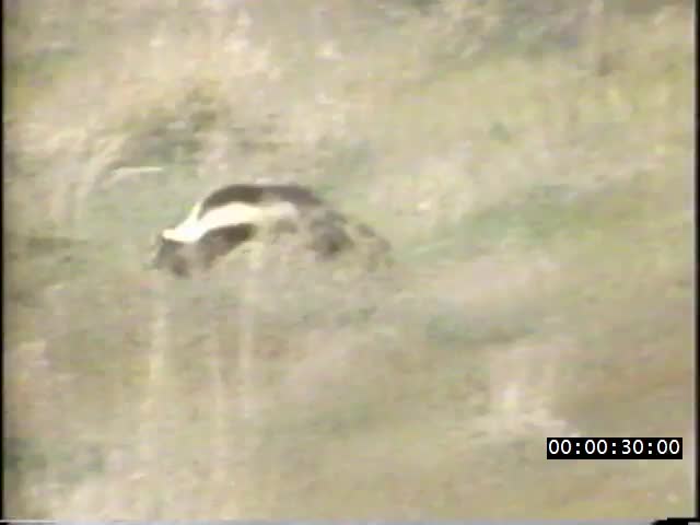 media 222698 thumbnail image