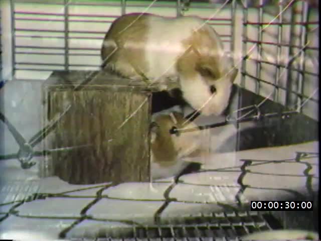 media 222879 thumbnail image