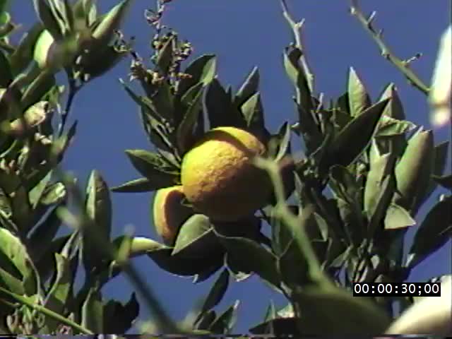 media 223903 thumbnail image