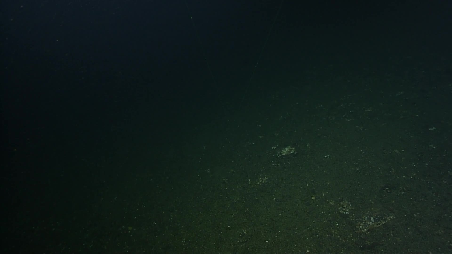 media 229017 thumbnail image
