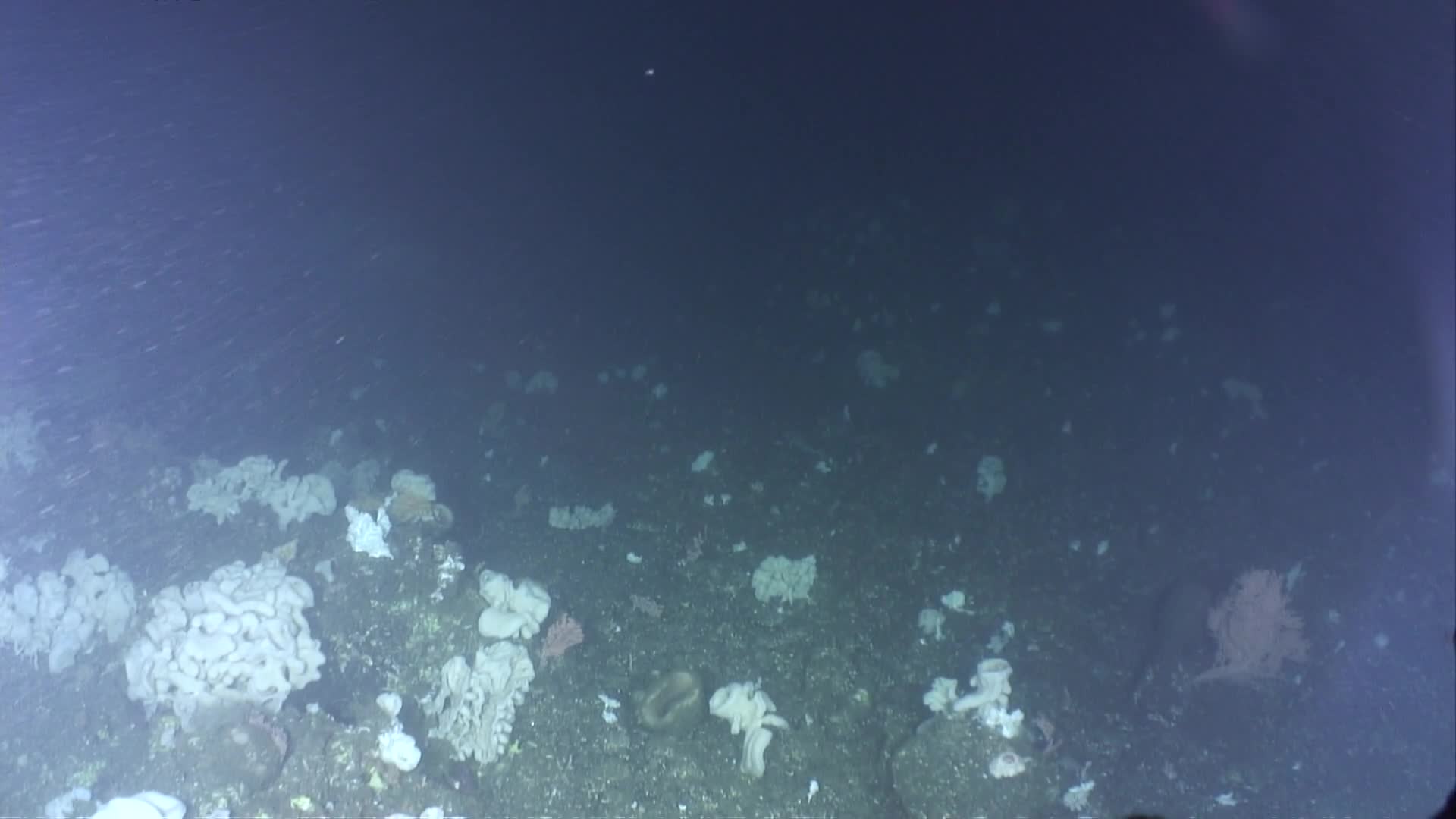 media 229741 thumbnail image