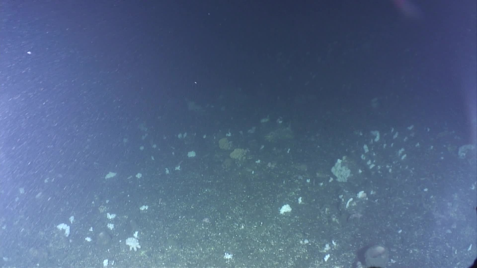 media 229745 thumbnail image