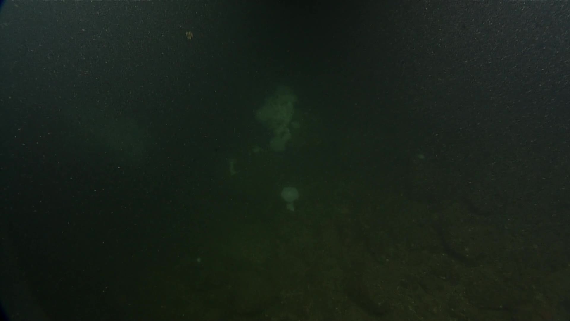 media 229942 thumbnail image