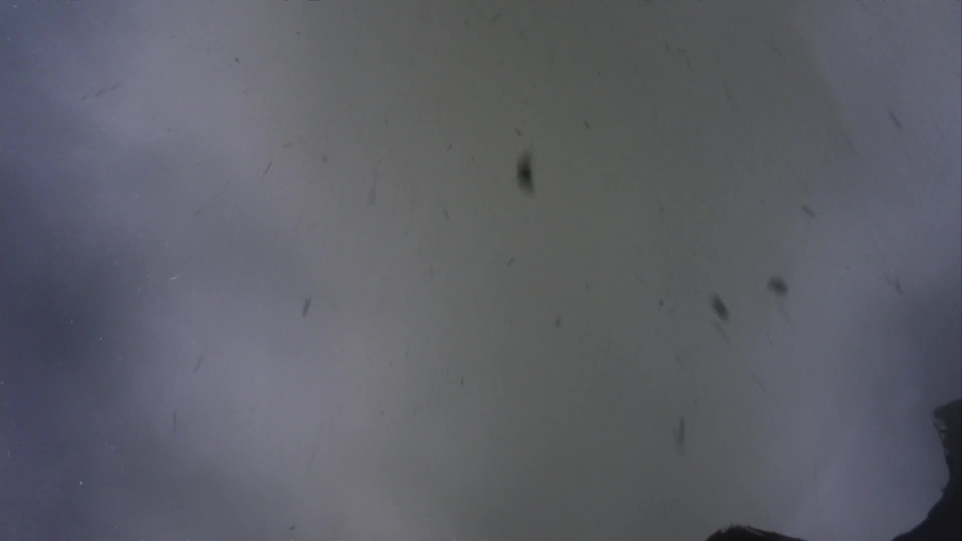 media 232951 thumbnail image