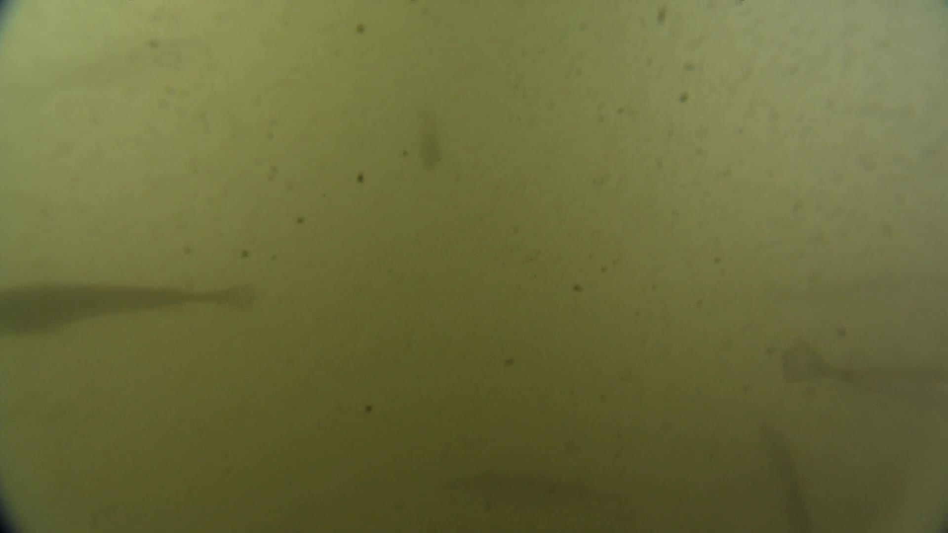 media 233102 thumbnail image