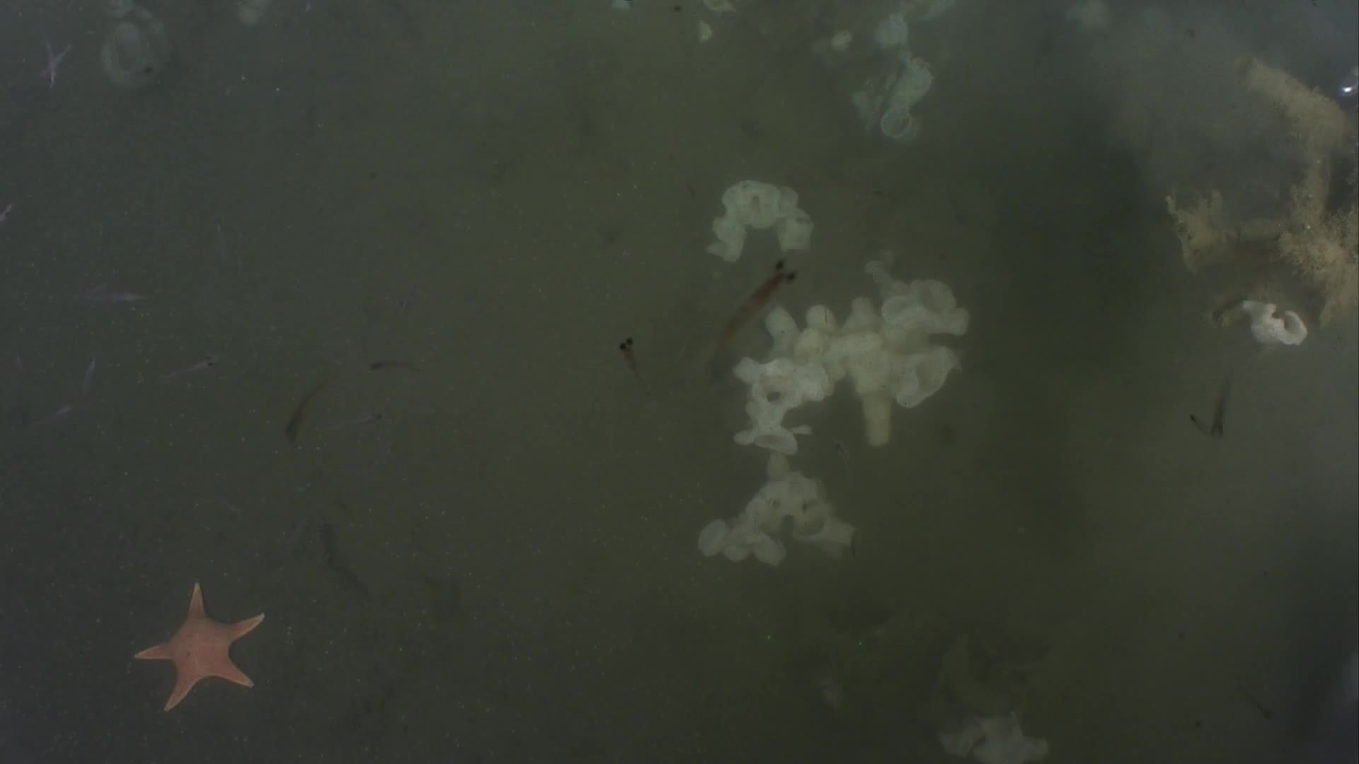 media 238861 thumbnail image