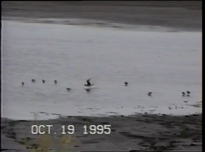 media 259855 thumbnail image