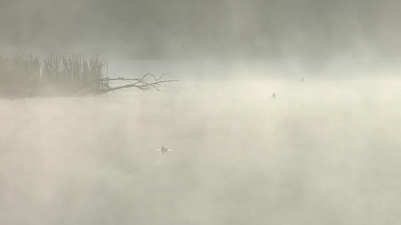 media 259945 thumbnail image