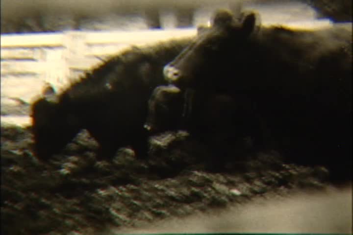 media 261346 thumbnail image