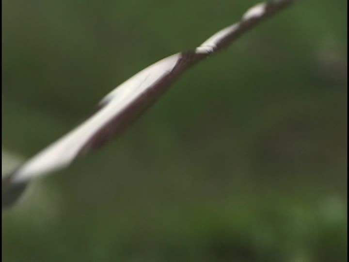 media thumbnail