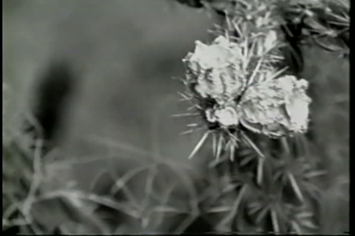 media thumbnail