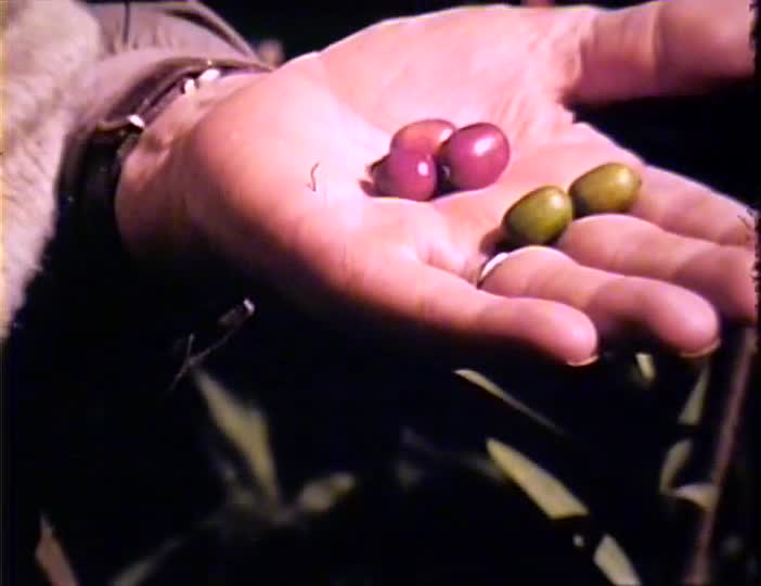 media 312669 thumbnail image